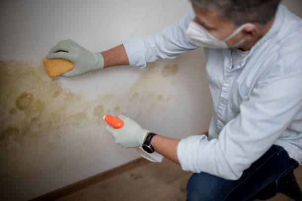 Best Basement Mold Removal  in Johnsonburg, PA